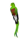 Illustration of quetzal. Tropical exotic bird on white background.