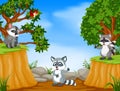 Raccoons with mountain cliff scene Royalty Free Stock Photo