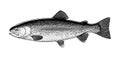 Illustration of a rainbow trout in a vintage style Royalty Free Stock Photo