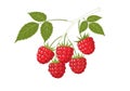 White, emphasizing the vibrant colors and structure of the raspberries Royalty Free Stock Photo