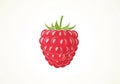 Illustration of a raspberry, Rubus idaeus, with a glossy appearance. The berry is depicte Royalty Free Stock Photo