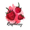 Illustration of raspberry. Vector watercolor splash background. Graphics berry for cocktails, fresh juice design