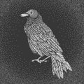 Illustration of raven line art style. Vector illustration of crow hand drawn