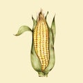 Illustration of raw corn isolated Royalty Free Stock Photo