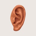 Human ear on white background
