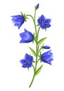 Illustration of realistic bells. Beautiful flower.