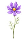 Illustration of realistic cosmea. Beautiful flower.