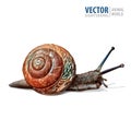 Illustration of realistic. Garden snail. Vector isolated on white background.