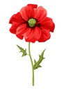 Illustration of realistic poppy. Beautiful flower.