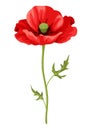 Illustration of realistic poppy. Beautiful flower.