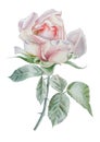 Illustration with realistic rose. Watercolor.