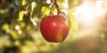 A red ripe apple on an apple tree, sunlit on the morning