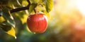 A red ripe apple on an apple tree, sunlit on the morning