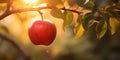 A red ripe apple on an apple tree, sunlit on the morning