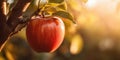 A red ripe apple on an apple tree, sunlit on the morning