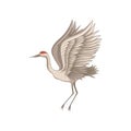 Red-crowned crane in flying action. Wild wading bird with large wings, long beak, legs and neck. Flat vector design