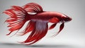 illustration of a red fish Large red male crown tail siamese fighting fish at dawn