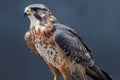 Red-footed Hawk (Buteo jamaicensis)