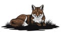 Illustration of a red fox Vulpes vulpes lying on a patch of grass Royalty Free Stock Photo