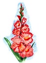 Illustration of  red gladiolus Royalty Free Stock Photo