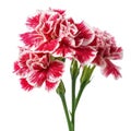 Red and white carnation flower bouquet isolated on white background cutout Royalty Free Stock Photo