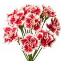 Red and white carnation flowers bouquet isolated on white background cutout Royalty Free Stock Photo