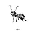 Illustration of Red Wood Ant. Drawn insect in engraving style. Sketch in vector. Royalty Free Stock Photo