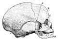 Side View of Fetal Skull, vintage illustration