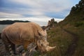 Creative illustration of a rhinoceros walking on the shore of the Sea of Japan