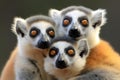 Ring-tailed lemur (Lemur catta) family
