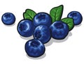 Ripe fresh blueberry