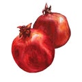 Illustration of ripe pomegranate fruit.