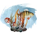 Illustration with river fishes