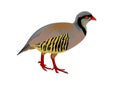 Rock partridge, Alectoris graeca Royalty Free Stock Photo