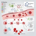 Illustration of the role of B vitamins in blood cell development and function Royalty Free Stock Photo