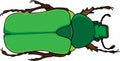 An illustration of a rose chafer beetle, Rhomborrhina resplendens vector