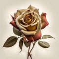 Illustration of a rose with dry leaves and petals with neutral background Generative AI Illustration Royalty Free Stock Photo