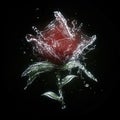 Illustration of rose flower made of water splashes