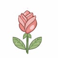 Illustration rose on white background