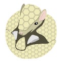 Illustration of the rounded southern three-banded armadillo