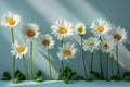 A row of daisies casting shadows on the wall, minimalistic with a white background, photographed using natural light, high re Royalty Free Stock Photo