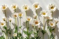 A row of daisies casting shadows on the wall, minimalistic with a white background, photographed using natural light, high re Royalty Free Stock Photo