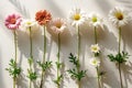 A row of daisies casting shadows on the wall, minimalistic with a white background, photographed using natural light, high re Royalty Free Stock Photo