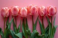 Illustration of  row of pink tulips on pink background, high quality, high resolution Royalty Free Stock Photo