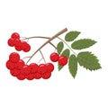 illustration of a rowan branch