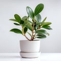 illustration of Rubber Plant isolated white background Royalty Free Stock Photo