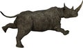 Running Charging Rhino, Rhinoceros, Isolated Royalty Free Stock Photo