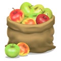 Illustration of a sack of apples on a white background. Vector