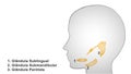 Illustration of salivary glands