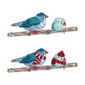 illustration of the same birds warm dressed and undressed